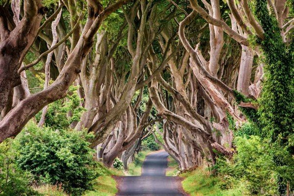 trees